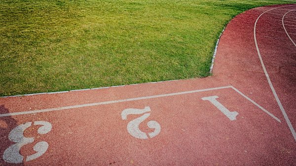 Harnais de chien : les meilleurs modèles alliant confort et efficacité